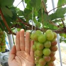 호동농장 이미지