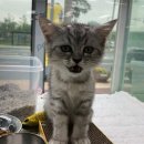 펫월드 경산임당점 | 대구 경산 고양이 분양 믿고 이용할 수 있는 펫월드