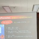 꿀벌사랑