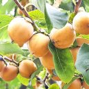 산수정경로당 이미지