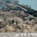 개화주유소 개방화장실 | 양산 순매원 매화 개화 실시간 현황 주차 개방 기차 타고 사진 꿀팁