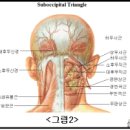 월간 클리어 2007년 11월호" 연재 (連載)글 요가근육학 이미지