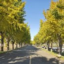 황금빛 가로수길 이미지