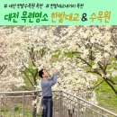 2018032 | 대전 목련명소 한밭대교네거리와 한밭수목원 2곳 개화 현황 포토스팟 소개