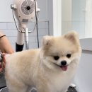 디디애견미용 이미지