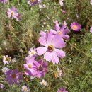 장안우동 이미지