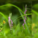 우체국 이팝나무 이미지