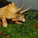 트리케라톱스-3 이미지