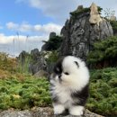 디디에퍼피 이미지