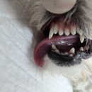 횡성동물병원