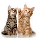 스마일동물병원 이미지