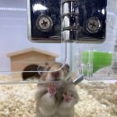 메리펫샵 이미지