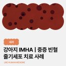 벧엘동물병원 | IMHA 치료 사례｜HCT 17% 중증 빈혈, 줄기세포 치료로 회복된 후기 - 울산 동물병원 에스동물메디컬센터