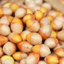 은행 열매 효능 먹는법 칼로리 은행나무 열매 독성 이미지