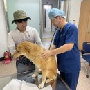 진도개메디컬센터 KBS