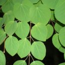 계수나무 이미지