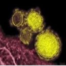 (후보주제)메르스(MERS)란 무엇인가? 이미지