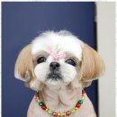 즐거운애견미용실 이미지