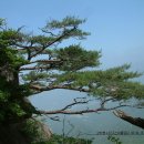 소낭구 이미지