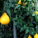 명품농장 이미지