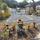 파인트리 이미지