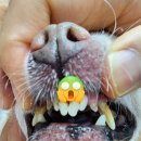 어니스트 동물병원 | 11살 강아지 건강검진 후기 (스케일링, 외이염, 판교 어니스트 동물병원)