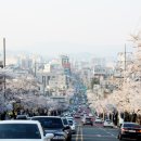카페벚꽃길 네이버블로그