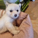 현리동물병원 이미지