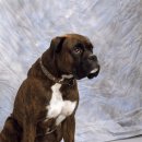 아이엠 동물병원 이미지