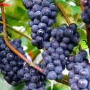 현호농장 이미지