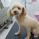 개멋지냥 이미지