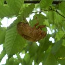 팽성레포츠공원 이미지