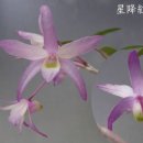 홍륜 Daum카페