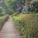 숲으로 가는 길 이미지