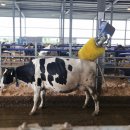 상하덕촌목장 이미지