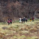 바다와소나무 이미지