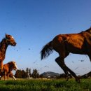 강인목장 이미지