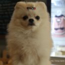 에스엘 독 이미지