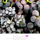 대가포도농원 이미지