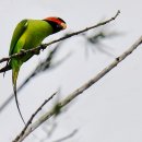 Long-tailed Parakeet (2023.11.01 Kota Kinabalu ) 이미지