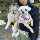 디어댕 | [대구] 내돈내산, 애견 유치원 후기 - 디어댕