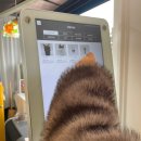 대천목장 | 🏷️ 대천 해수욕장 카페 l 카페인대천_파르페가 맛있는 오션뷰 카페