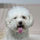 버디그루밍 이미지