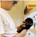펫퍼스트 24시 강아지분양 고양이분양 이미지