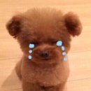 앙