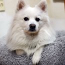 맘마수제간식 이미지