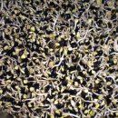 고향콩나물밥 이미지