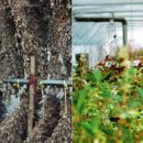 석권농장 이미지