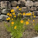 나들이세탁소 이미지