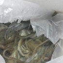 무안뻘낙지 이미지